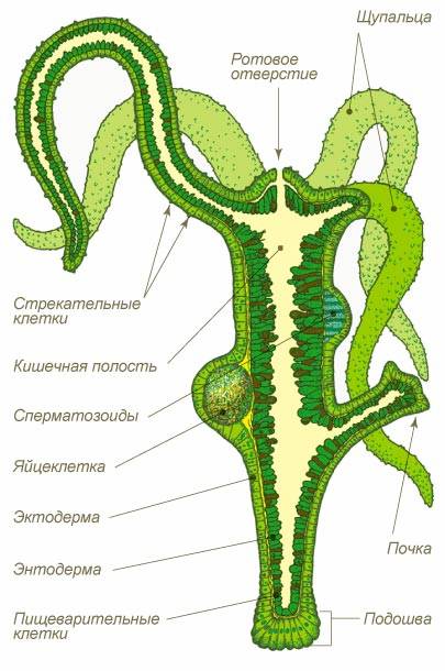 Официальная тор ссылка кракен сайта